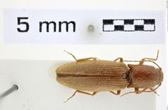 Foto (Dorsalansicht) von Athous (Orthathous) eckerleini (Platia & Gudenzi, 2000) (NHMW-ZOO-COL-0008462)